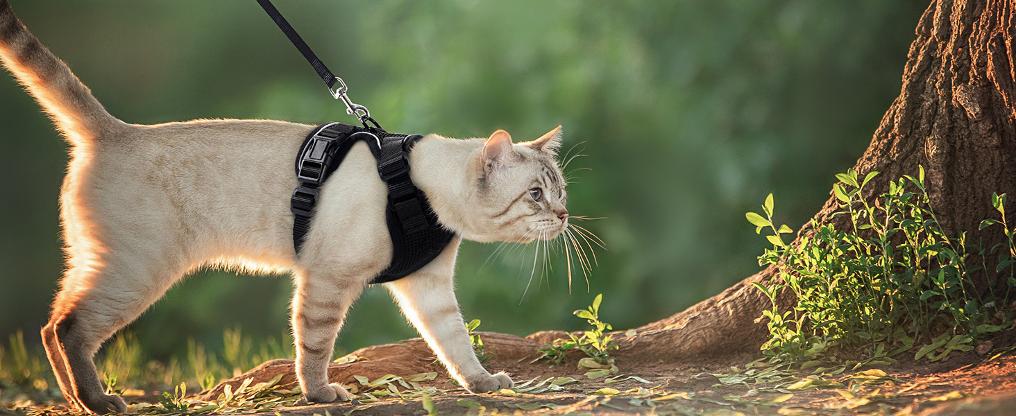 Посадка шлейки на коті